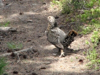 ptarmigan